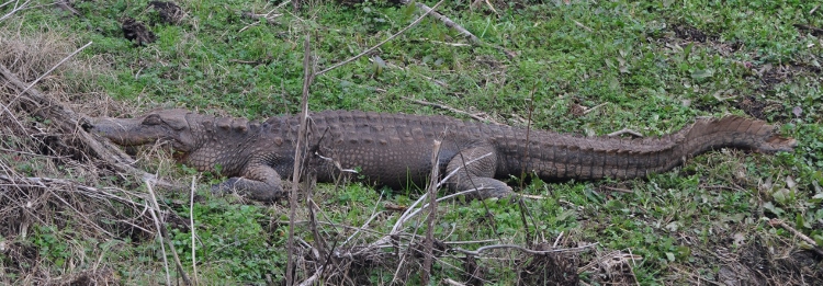 an American alligator